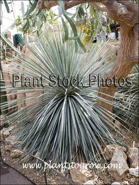 Spoon Yucca (Dasylirion wheeleri)